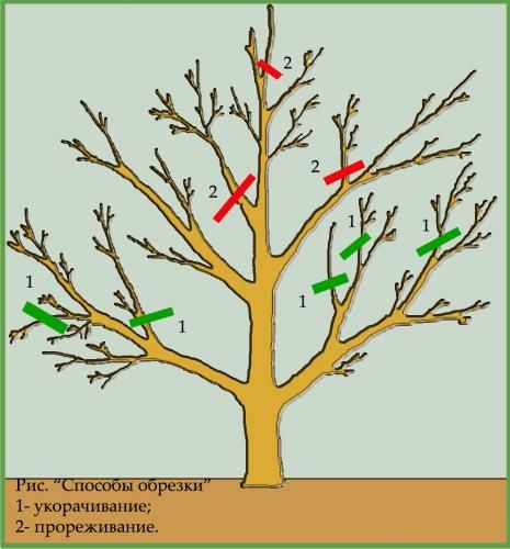 Весенняя обрезка деревьев